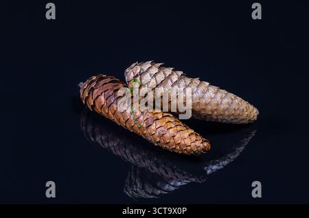 Close-up of two fir cones (abies) on dark reflecting ground Stock Photo