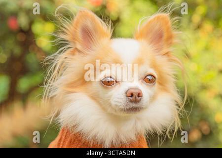 Chihuahua dog of white with red color on a nature background. Dog in clothes Stock Photo