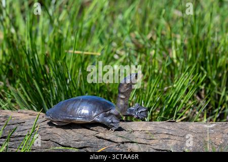 Sri Lankan Flapshell Turtle (Lissemys ceylonensis) Reptilia Stock Photo ...