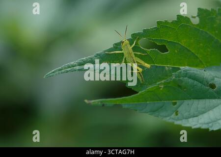 A young Patanga japonica grasshopper on a leaf in rural Kanagawa, Japan. Stock Photo