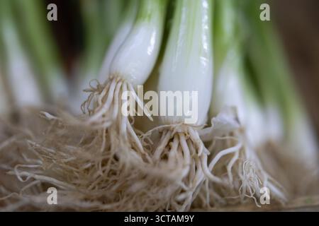 freshly harvested green onions, close-up on the white bulbs and delicate roots, emphasizing organic, healthy cooking ingredients and farm-to-table fre Stock Photo