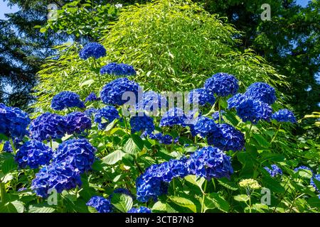 Bellevue, Washington, USA. Blue hydrangeas in bloom Stock Photo