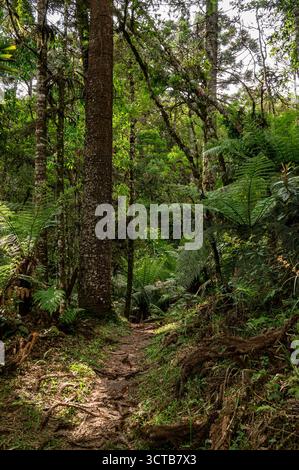 A narrow forest trail winds through towering dense foliage trees and lush green ferns under dappled sunlight inside Pinheiro Velho hikng trail in Mont Stock Photo