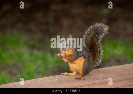Issaquah, Washington, USA. Douglas Squirrel eating a peanut standing on a deck Stock Photo