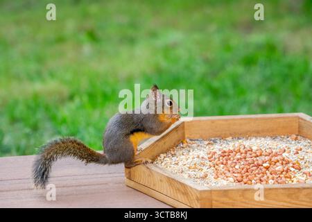 Issaquah, Washington, USA. Douglas Squirrel eating from a platform birdfeeder sitting on a deck Stock Photo