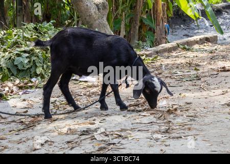 Domestic Black Bengal goat tied on a rustic village soil road in rural Bangladesh, eating dry leaves. Traditional animal husbandry and livestock farmi Stock Photo