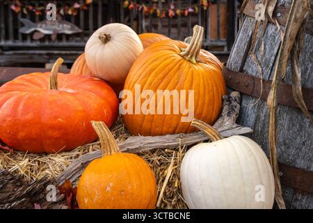 Fall pumpkin display at Crazy Mule Antiques in Lula, Georgia. (USA) Stock Photo