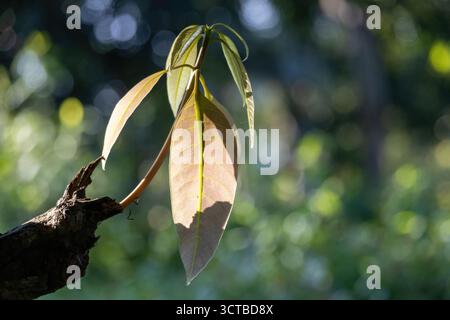 Vibrant close-up of tender, reddish-green mango leaves emerging in a tropical garden. Natural, soft light on the healthy foliage. Spring season, envir Stock Photo
