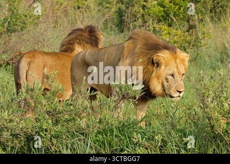 Alert male lions (Panthera leo) standing in natural habitat, Madikwe game reserve, South Africa Stock Photo