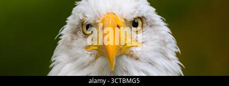 Bald eagle. Haliaeetus leucocephalus headshot close up. Majestic bald eagle portrait. Stock Photo