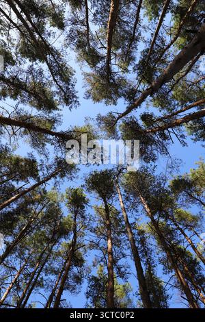 Looking up at tall pine trees in the forest against clear blue sky. Concept of nature, relaxation, and clean environment. Stock Photo