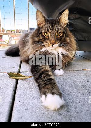 Norwegian Forest Cat chilling on the balcony. Stock Photo