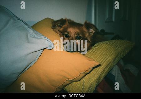 Small brown dog resting its head on a yellow pillow at home. Stock Photo