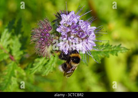 Flowers Phacelia tanacetifolia, lacy phacelia, tansy-leaf phacelia, blue tansy, purple tansy, fiddleneck. Garden bumblebee (Bombus hortorum). October, Stock Photo