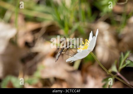 Anemone nemorosa white flower in forest with  bombylius major insect eating nectar in spring time in forest a sunny day Stock Photo