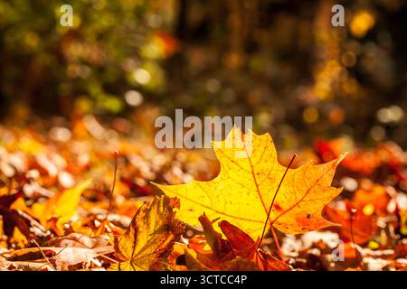Autumn nature background, closeup of maple leaf with sun shining though with orange warm colors and blurred background with copy space for text Stock Photo