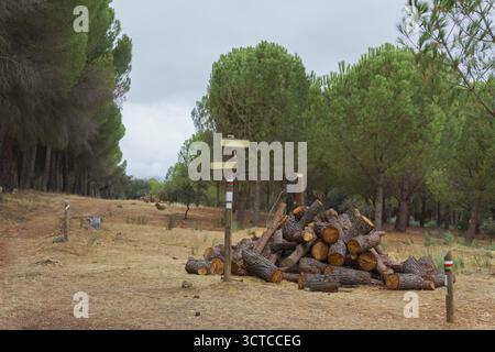 Stacked logs beside a trail signpost along a dry path in a pine forest Stock Photo