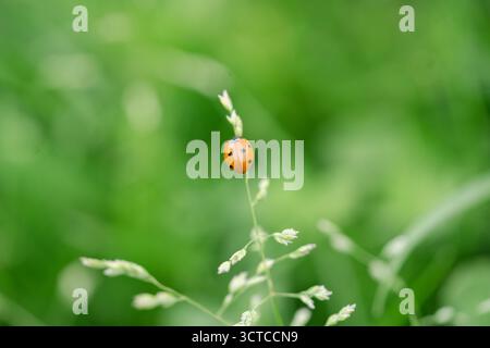 Bright ladybug on grass stem, macro nature detail Stock Photo