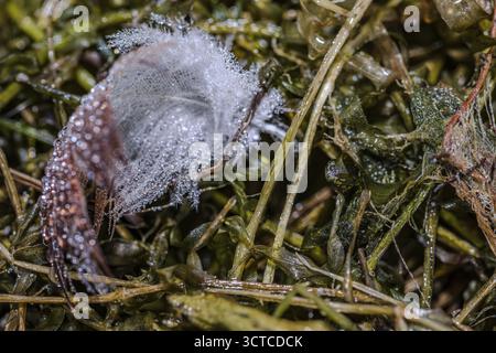 In the early hours of the morning, dewdrops glisten on a damp duck feather. The gentle rays of the sun make the drops sparkle and create a peaceful at Stock Photo