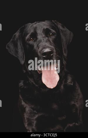 Studio headshot of a Black Labrador Dog Stock Photo