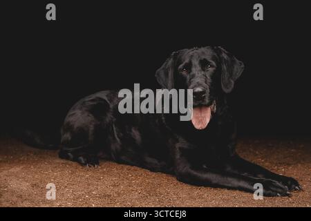 Studio portrait of a Black Labrador Dog laying down Stock Photo
