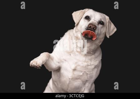 White Labrador Retriever Dog Begging with Tongue Out Stock Photo