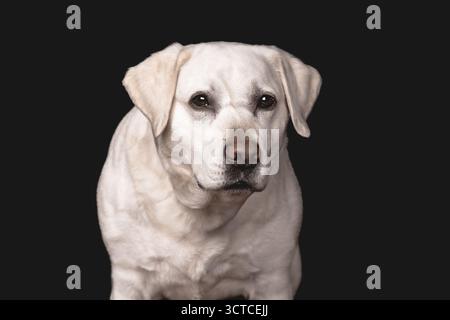 Calm and Dignified Senior White Labrador Dog in Studio Stock Photo