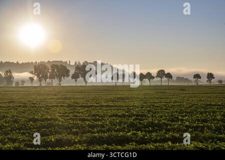 A beautiful sunrise illuminates a wide field of fresh greenery. Trees stand in a row on the horizon and the mist floats gently over the landscape. Bog Stock Photo