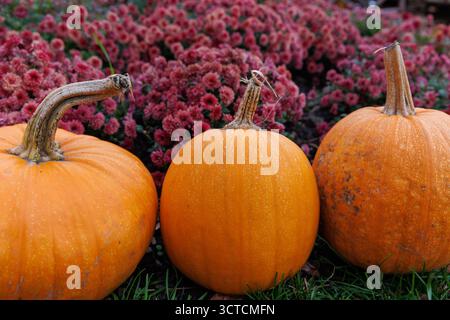 This image features three bright orange pumpkins placed on green grass, with a backdrop of pink flowers, evoking the beauty of fall and seasonal decor Stock Photo
