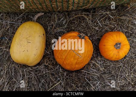This image showcases three pumpkins and squashes of varying shapes and sizes resting on straw, symbolizing the beauty of harvest season and the abunda Stock Photo