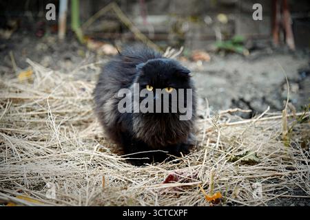 An elegant black cat stands out under soft lighting, captivating with its piercing green eyes. The play of shadows and light enhances the beauty and g Stock Photo