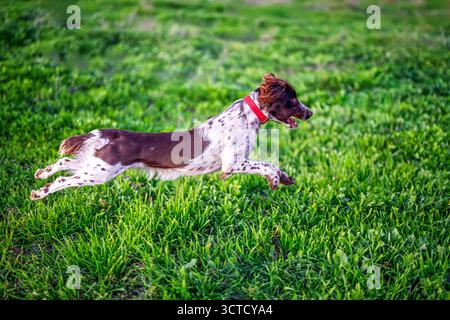 An English Springer Spaniel with a brown-and-white coat leaps joyfully through a bright green meadow in Seville, capturing a moment of pure exhilarati Stock Photo