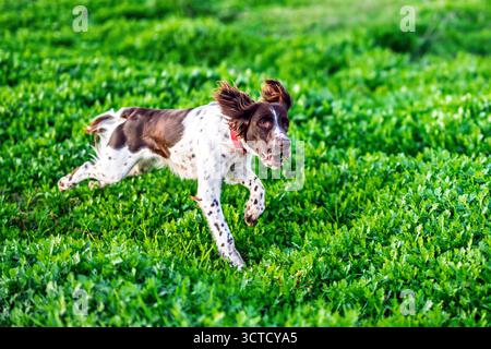 An English Springer Spaniel sprints across a green meadow in Seville. Its brown-and-white coat glistens under the afternoon sun as it enjoys the momen Stock Photo