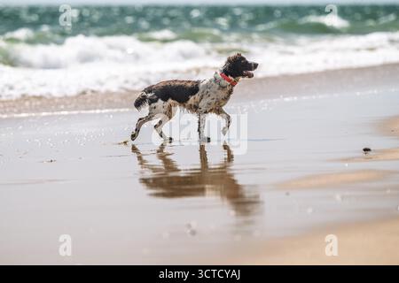 An English Springer Spaniel enjoys the shoreline in Spain, running happily with wet fur and a bright collar, splashing through the waves. Stock Photo