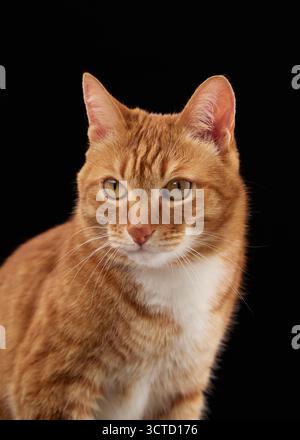 A ginger domestic cat is shown from the side with its head turned slightly forward. The shot captures its profile against a black backdrop. Stock Photo