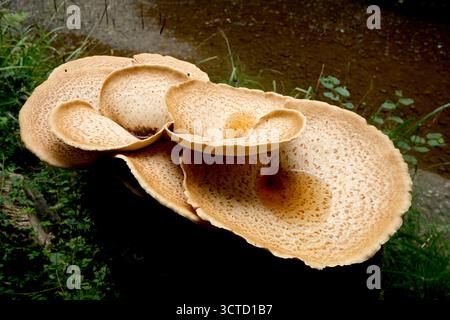 Dryads Saddle Giant fungi on tree stump in England, Britain, Uk 2025 Stock Photo
