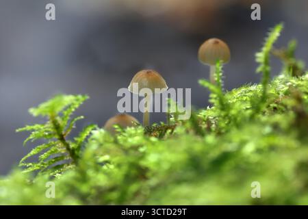 Galerina species of fungi growing on moss, Teesdale, County Durham, UK Stock Photo