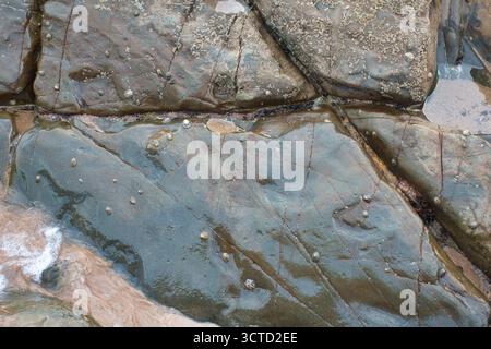 Close-Up Detail of Wet Coastal Rock Texture - High-angle close-up view of wet rock texture with natural fractures, barnacles, and small trickle of whi Stock Photo