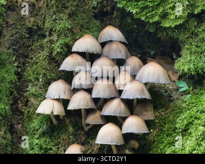 Cluster of Delicate Pleated Inkcap Fungi on Vibrant Moss - Detailed close-up of a large group of small, light-colored mushrooms growing tightly packed Stock Photo