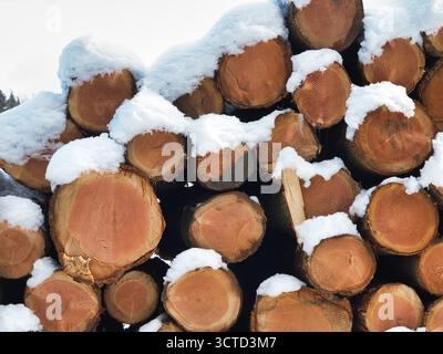Snow-Covered Log Pile and Forest in Winter - Large stack of cut wooden logs dusted with fresh snow in a wintry rural landscape under a cloudy sky. Stock Photo