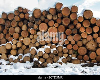 Snow-Covered Log Pile and Forest in Winter - Large stack of cut wooden logs dusted with fresh snow in a wintry rural landscape under a cloudy sky. Stock Photo