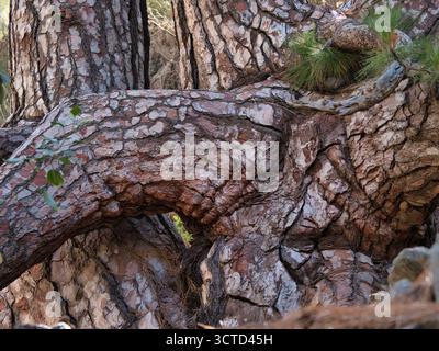 Gnarled Pine Tree Trunks and Rough Bark - Close-up texture of intertwined pine tree trunks with thick, fractured, reddish-brown bark and gnarled, twis Stock Photo