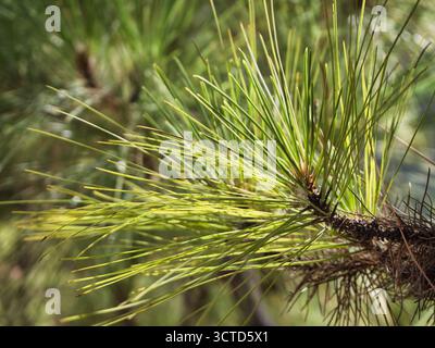 Close-up of vibrant Canary pine needles - Detailed macro shot of a branch tip with long, bright green and yellow needles of a Canary pine tree in soft Stock Photo