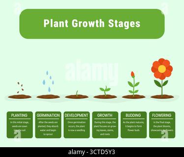 Plant growth stages vector infographic. Minimalist educational infographic illustrating six essential stages of plant development: planting, germinati Stock Vector