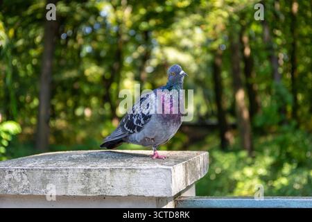 Common pigeon (Columba livia, rock dove), bird with shiny purple, green and grey feathers sitting on a concrete column in Warsaw's Royal Baths Park. Stock Photo