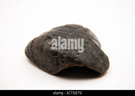 Macro photograph of an ancient echinoderm fossil preserved in flint, showing natural texture and details. Stock Photo