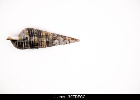Spiral seashell of a Telescope Snail, possibly Turritella or Terebralia palustris, displayed on white background. Stock Photo