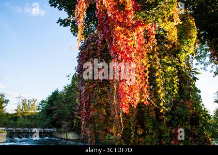 Bright autumn leaves cascade from riverside trees along the River Lee, with flowing water and vibrant seasonal colors in natural light. Stock Photo