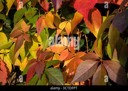 Close-up of colourful autumn leaves in sunlight, showing shades of red, yellow and green foliage. Stock Photo
