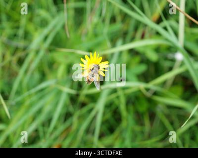 Drone fly on yellow meadow salsify blossom. Detailed nature photography. Close-up. Copyspace. Stock Photo